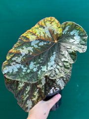 Begonia ‘Silver Legend’