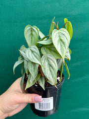 Philodendron sodiroi