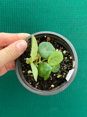 Begonia conchifolia var. rubrimacula NEW