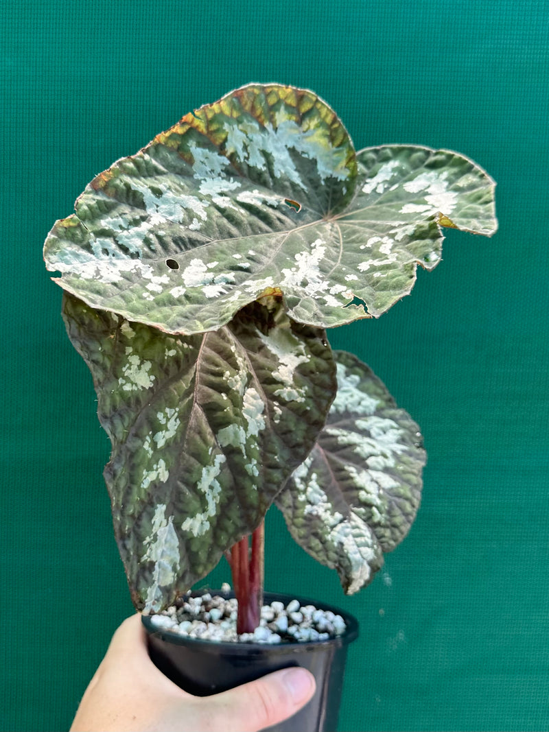 Begonia ‘Silver Legend’