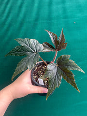 Begonia ‘Ritas Reward’