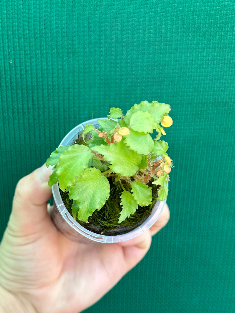 Begonia prismatorcarpa