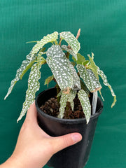 Begonia ‘White Ice’