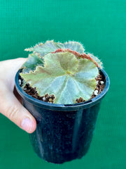 Begonia ‘Muddy Waters’ NEW