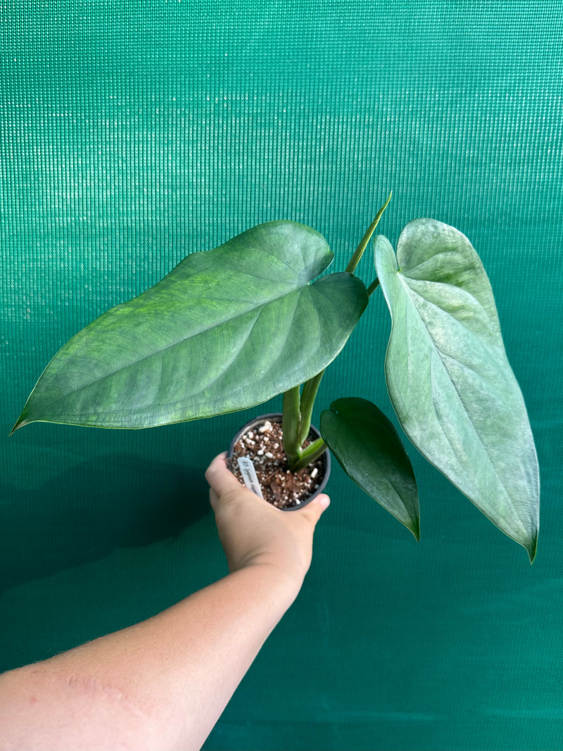 Syngonium 'Chiapense'