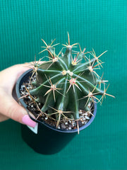 Ferocactus herrerae