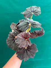 Begonia ‘Velvet’