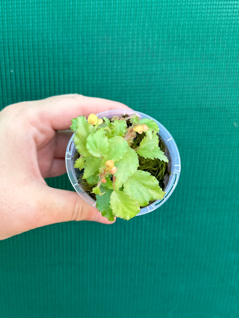 Begonia prismatorcarpa