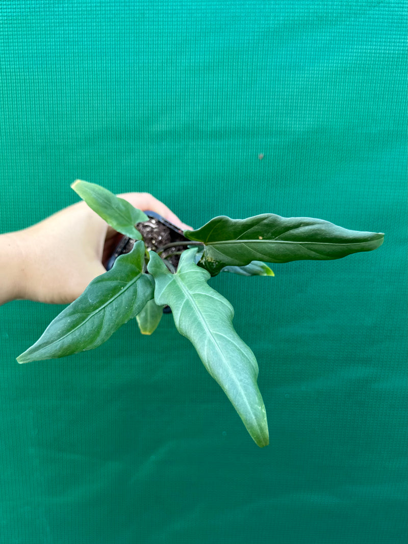 Alocasia ‘Lauterbachiana’ NEW