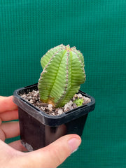 Euphorbia anoplia NEW