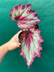 Begonia ‘Ring of Fire’