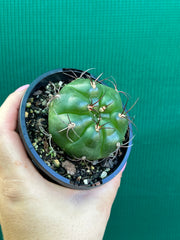 Glymnocalycium chitqutanum