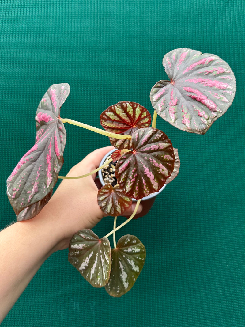 Begonia ‘Candy Stripes’ NEW