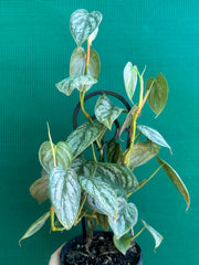 Philodendron Brandtianum