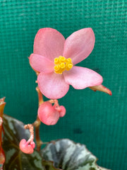 Begonia Irian Jaya NEW