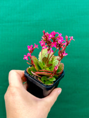 Kalanchoe blossfeldiana NEW