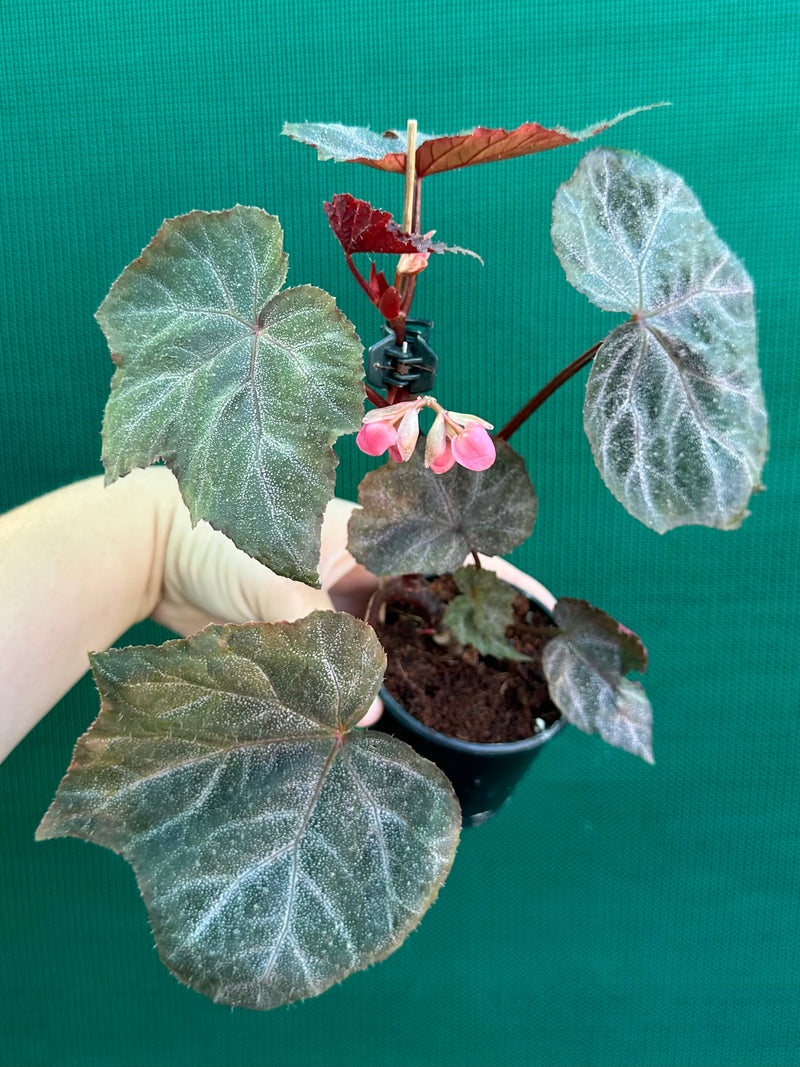 Begonia ‘Robyn’ NEW