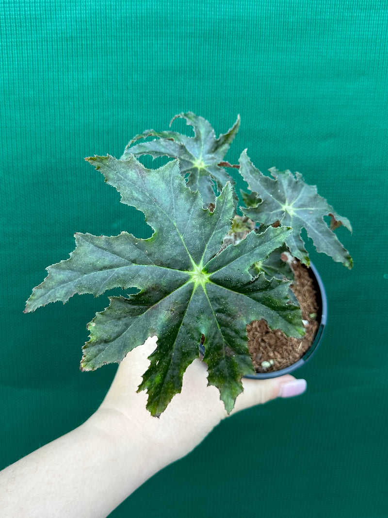 Begonia NOID 34