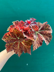 Begonia ‘Fireball’ NEW