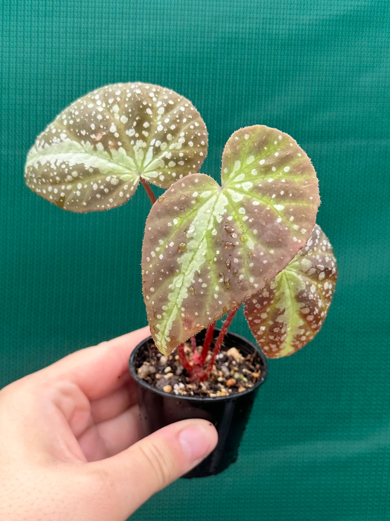 Begonia lavata NEW