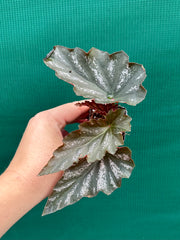 Begonia ‘Coccinea Tree Pink’