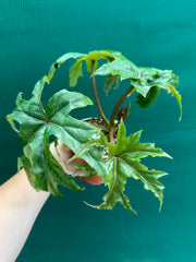 Begonia crassicaulis (species)