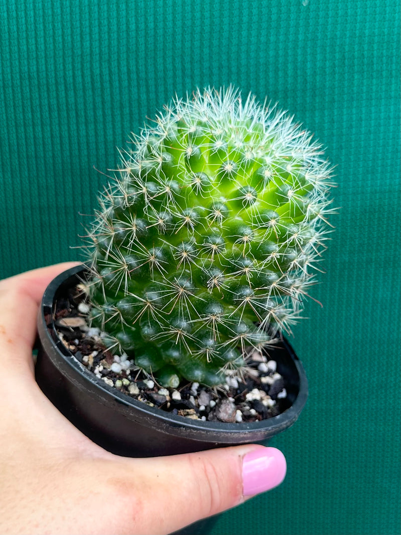 Mammillaria zeilmaniana