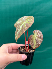 Begonia lavata NEW