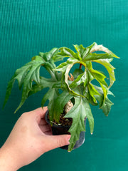 Begonia crassicaulis (species) NEW