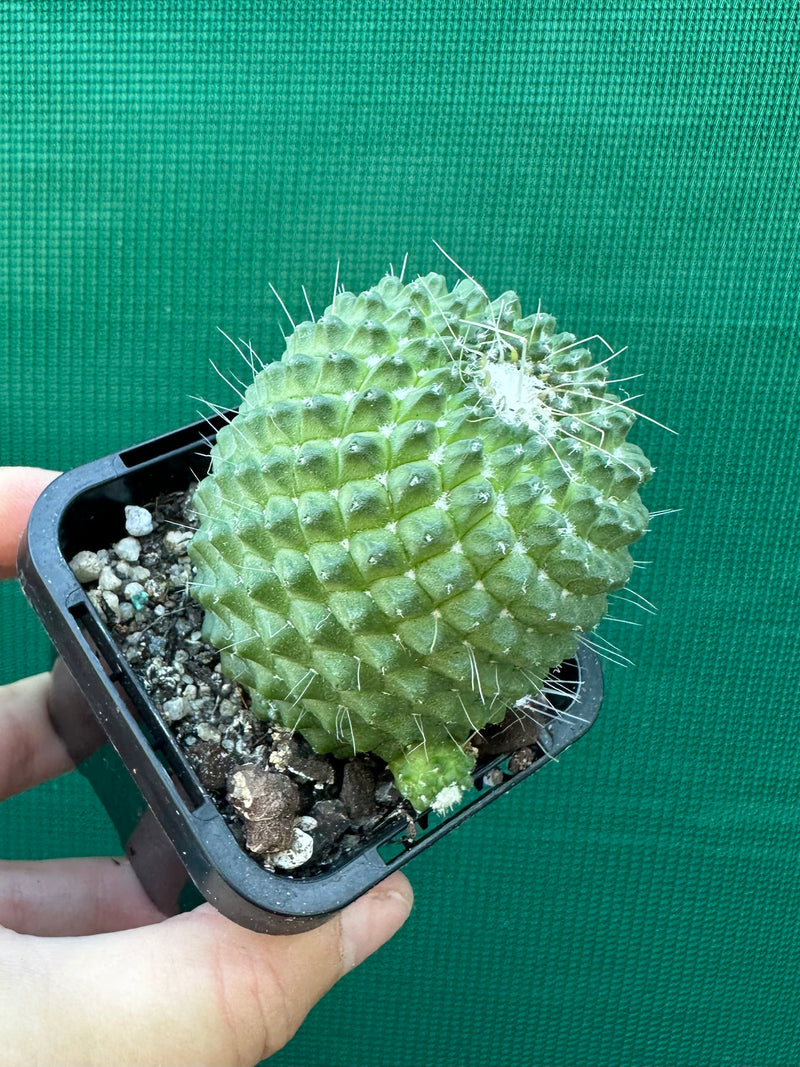 Mammillaria Pico compacta