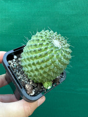 Mammillaria Pico compacta