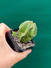 Euphorbia anoplia NEW