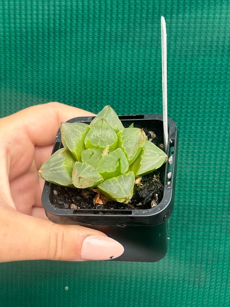 Haworthia ‘Ice City’ NEW