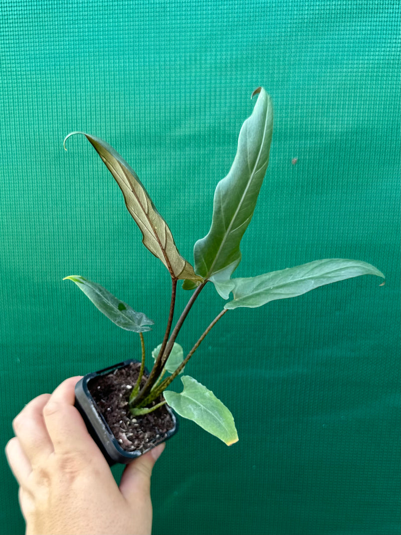 Alocasia ‘Lauterbachiana’ NEW