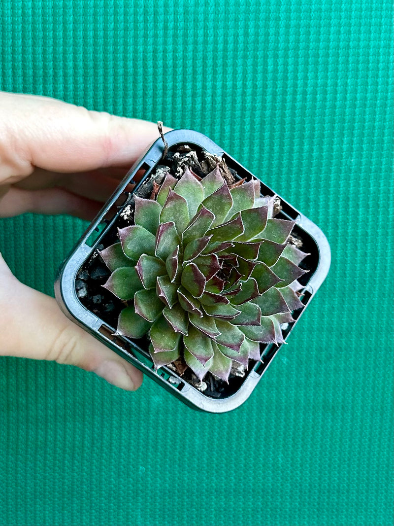 Sempervivum ‘Pacific Red Rose’