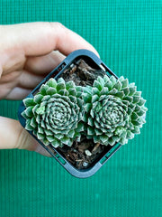 Sempervivum arachnoidium