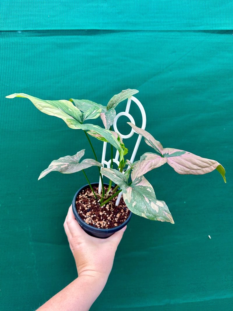 Syngonium ‘Red Spot’