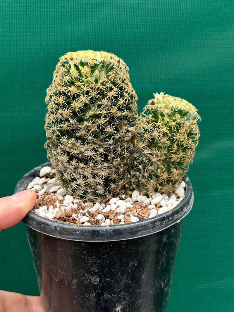 Mammillaria NEW