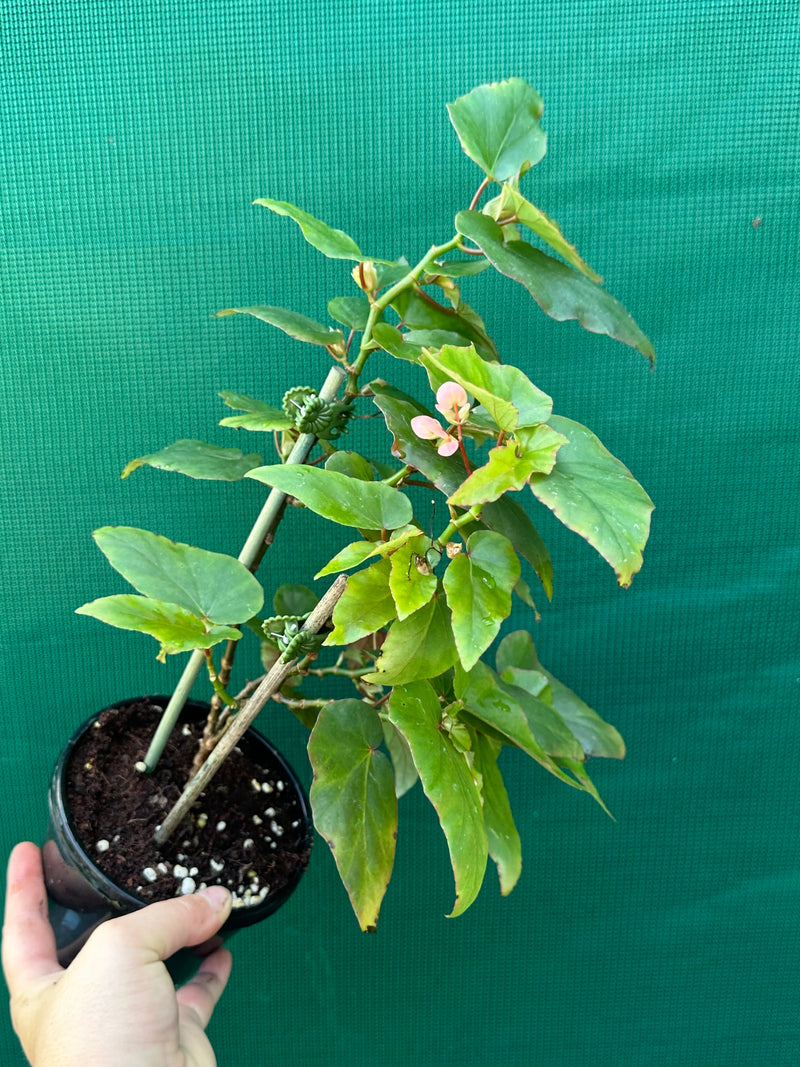 Begonia ‘Kathleen Myer’ NEW