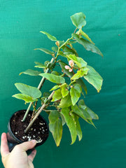 Begonia ‘Kathleen Myer’ NEW