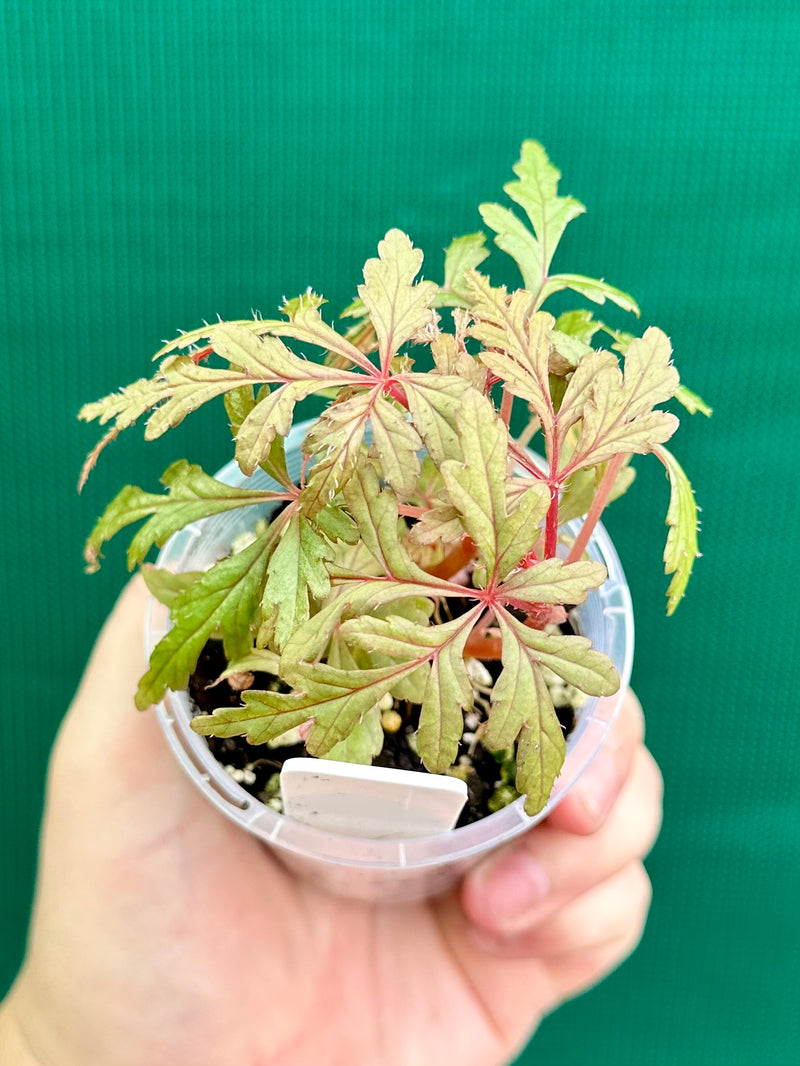 Begonia polilloensis