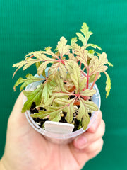 Begonia polilloensis