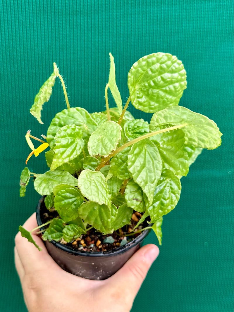 Begonia buttercup (yellow flowers)