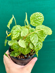 Begonia buttercup (yellow flowers)