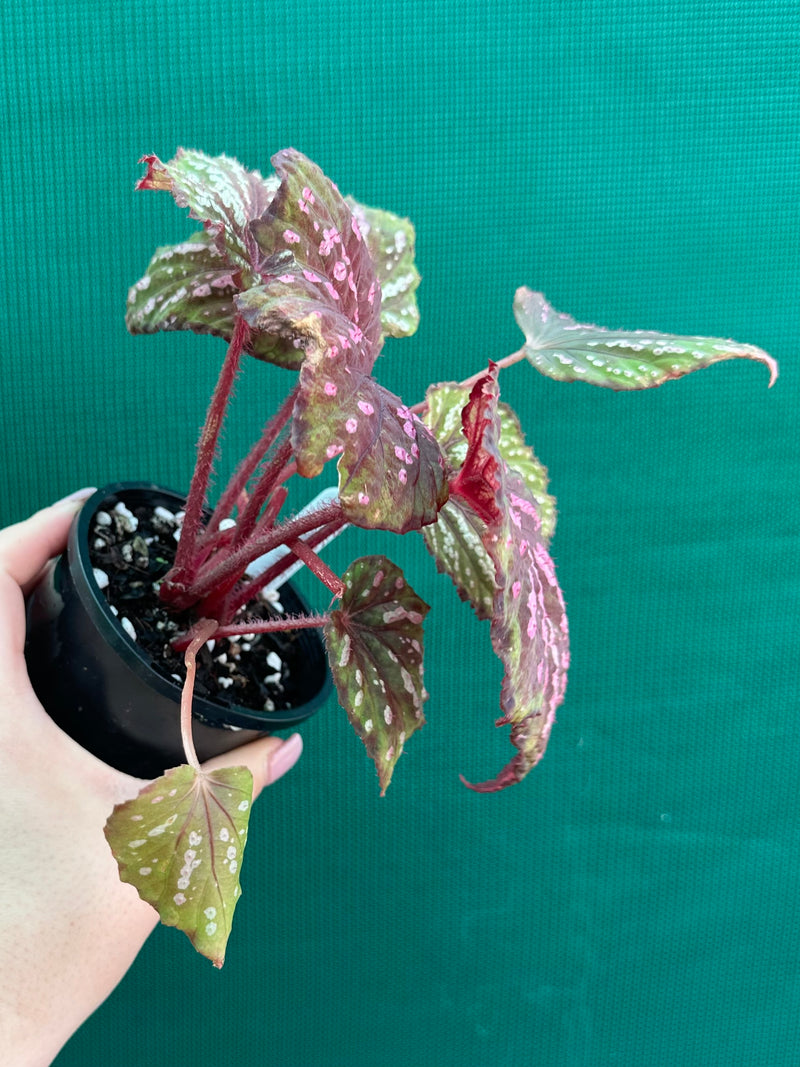 Begonia ‘Hot Pink Spotty’ NEW