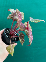 Begonia ‘Hot Pink Spotty’ NEW