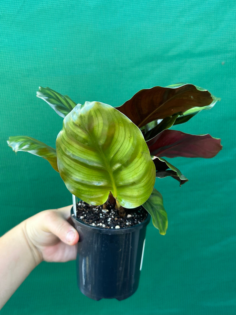 Calathea ‘Orbifolia’