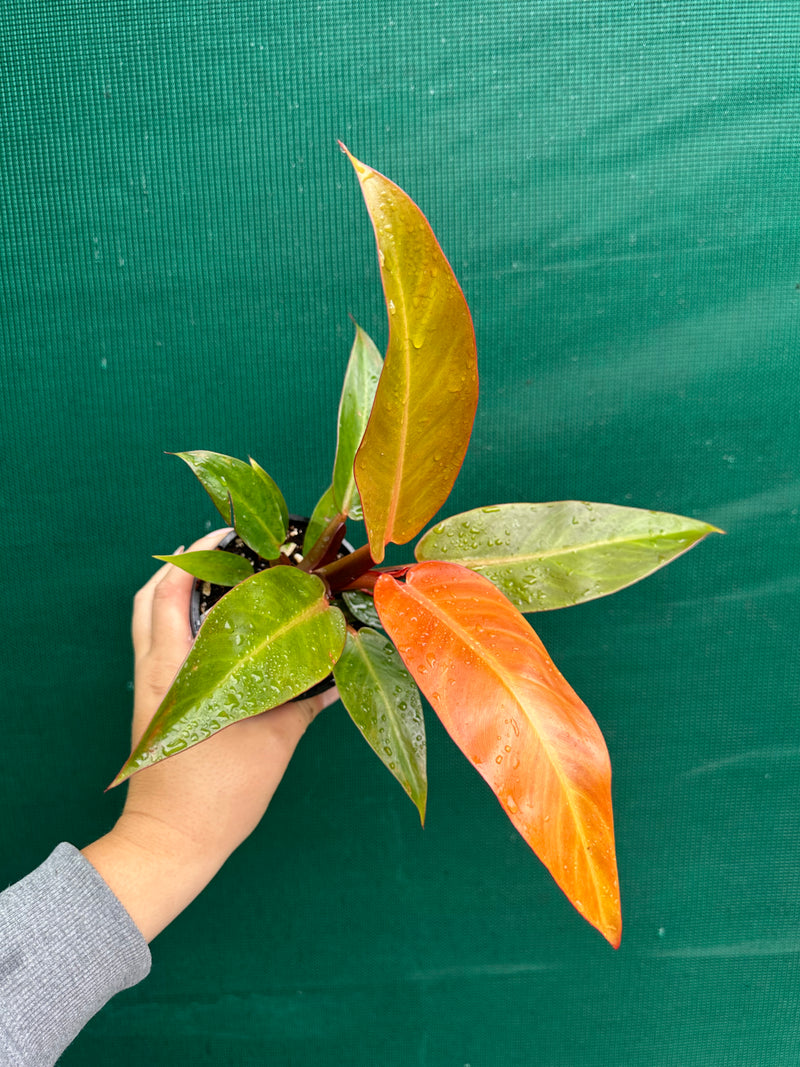 Philodendron ‘Sun Red’