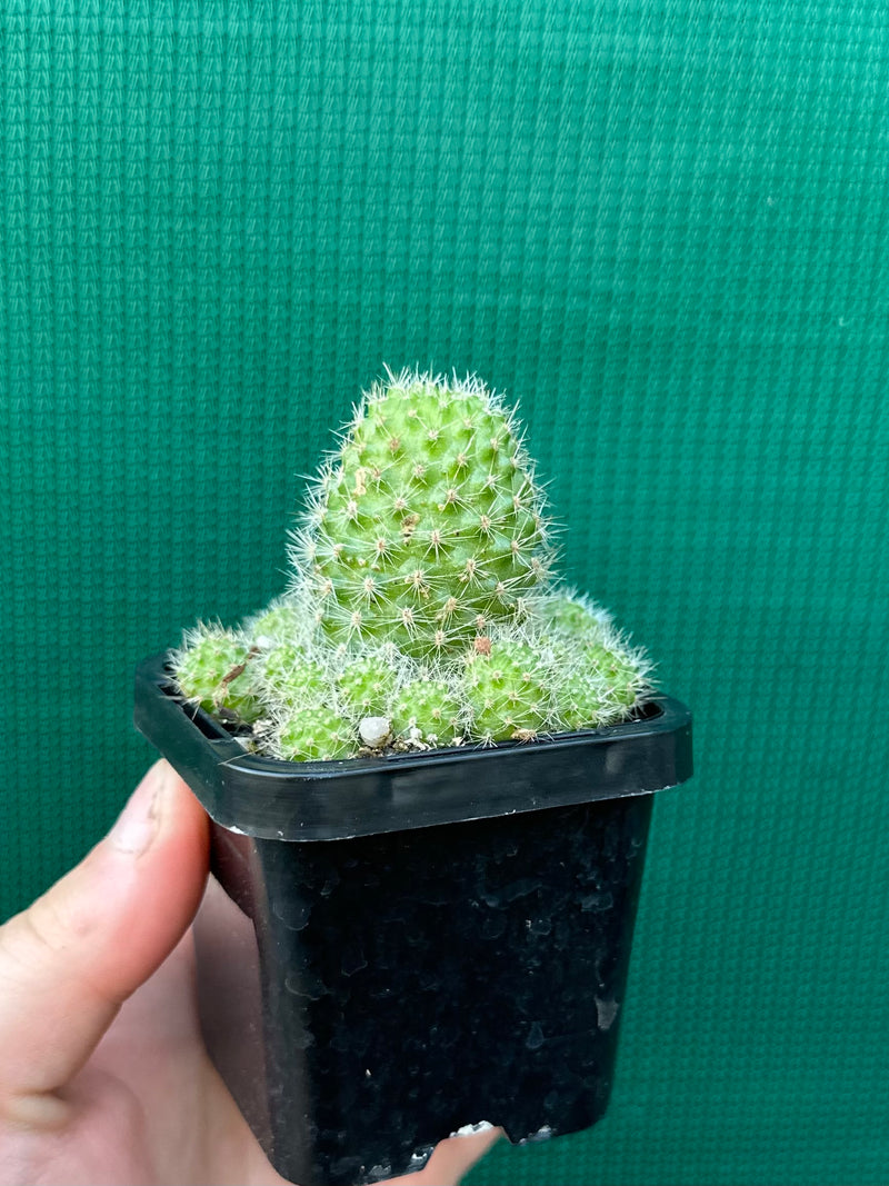 Rebutia pulvinosa (orange)