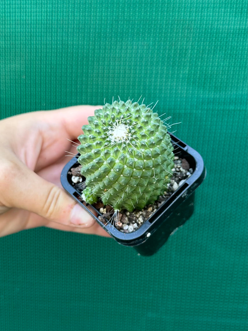 Mammillaria Pico compacta